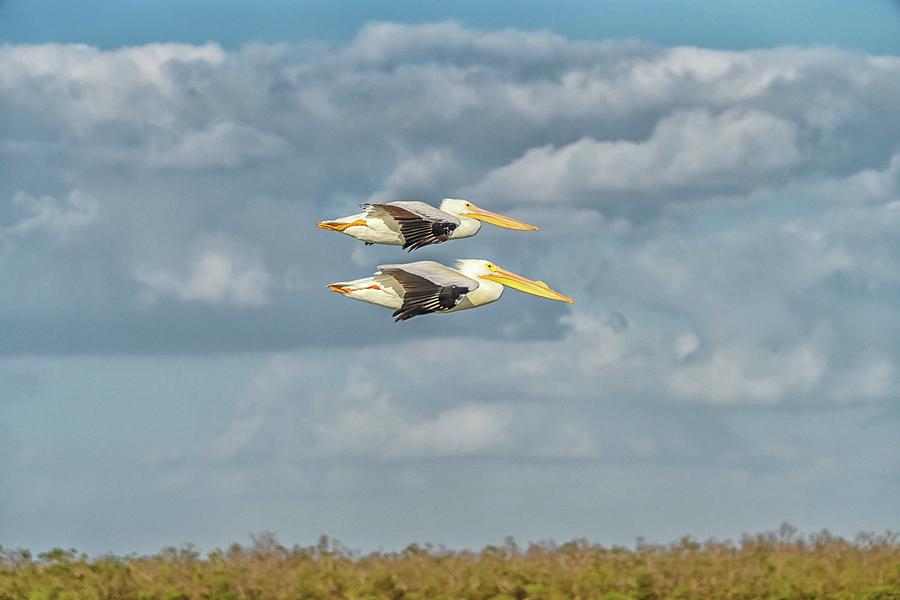 Pelican flying duo wide Photograph by Framing Places