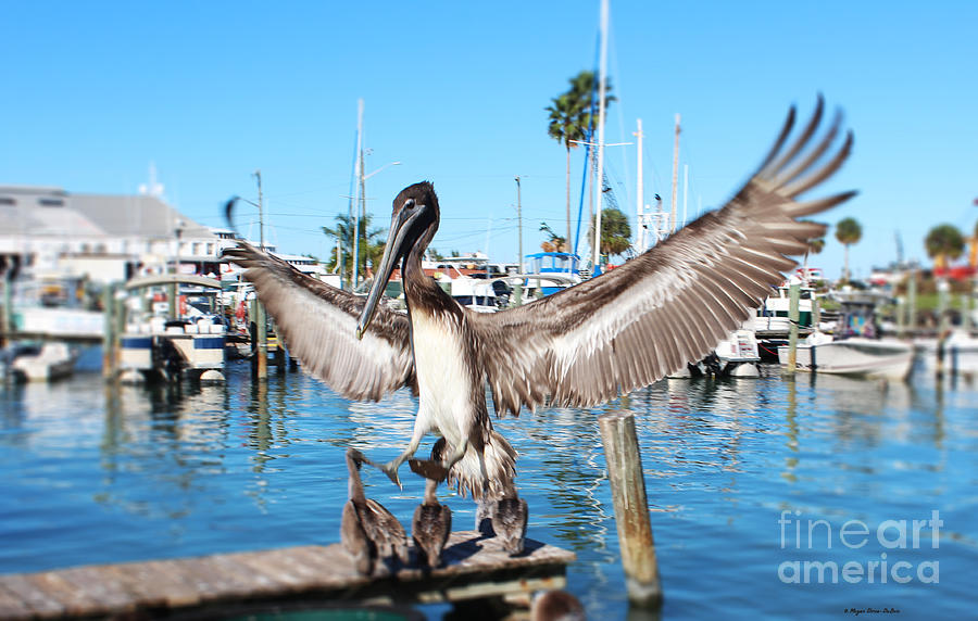 Bird Photograph - Pelican Flying In by Megan Dirsa-DuBois