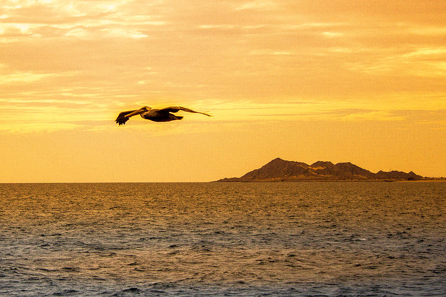 Pelican Flying into the Sunset Photograph by Barbara Zahno