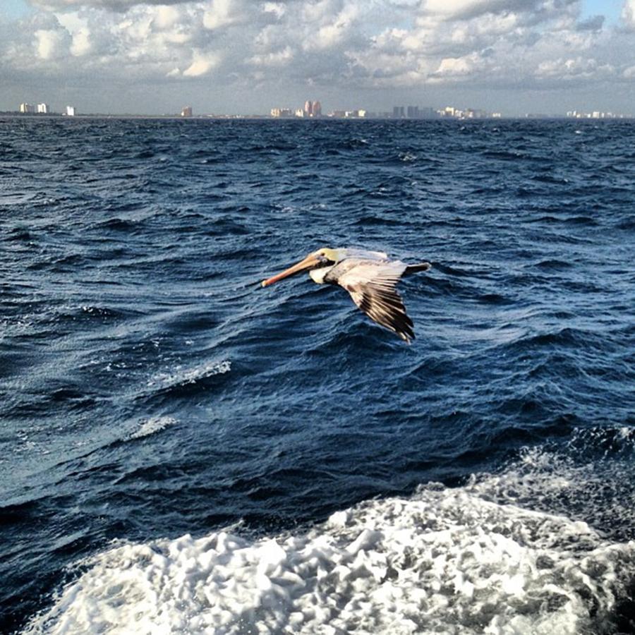 Pelican Flying Photograph by Juan Silva