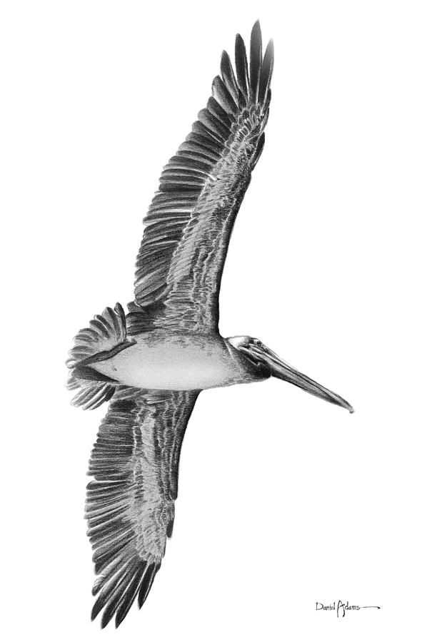Da136 Pelican Flying Overhead Daniel Adams Drawing by Daniel Adams