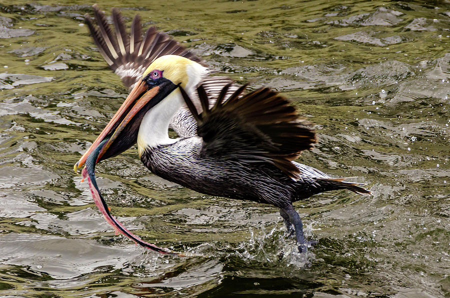Pelican flying with lunch Photograph by Wolfgang Stocker