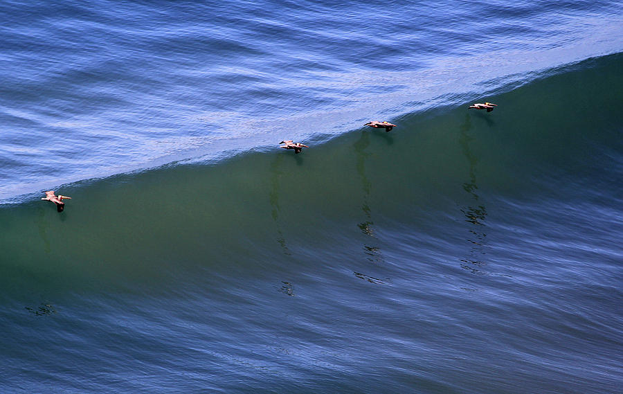 Pelican Formation at Torrey Pines Photograph by Robin Street-Morris