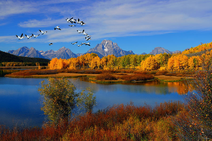 Grand Teton National Park Photograph - Pelican Formation by Greg Norrell