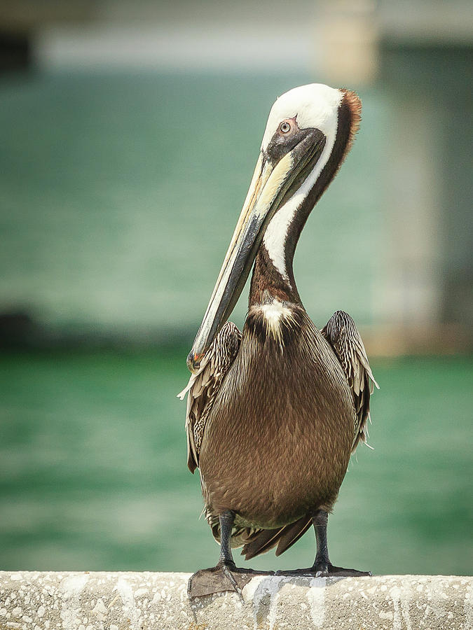 Pelican Full Length Portrait Photograph by Joni Eskridge