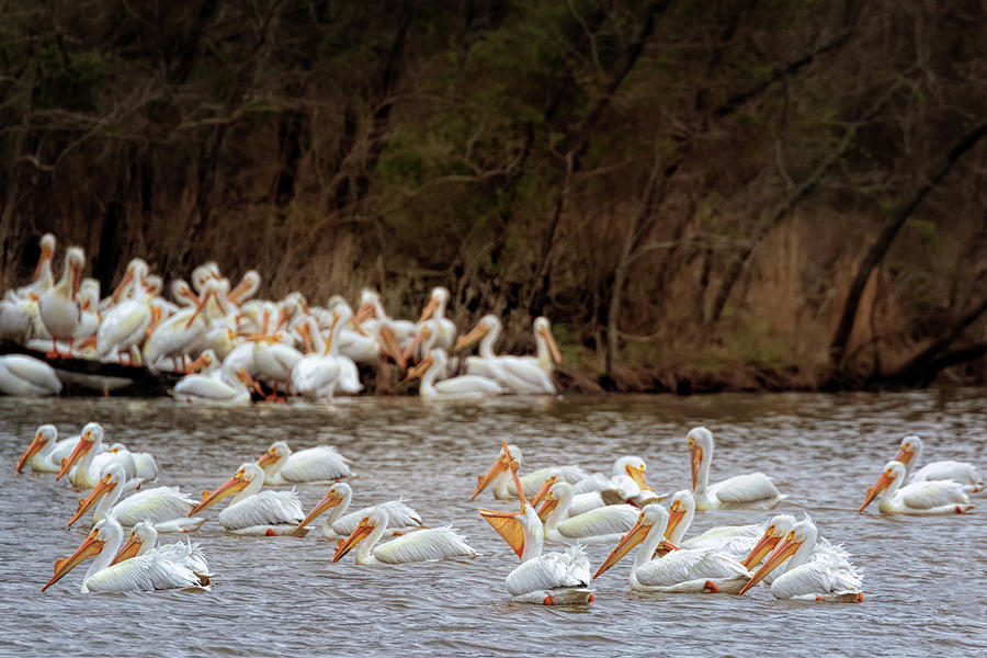 Pelican Gathering Photograph by Susan Rissi Tregoning