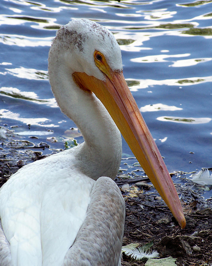 Pelican Photograph by Gene Tatroe