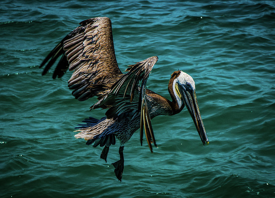 Pelican Glide Photograph by Jason Brooks