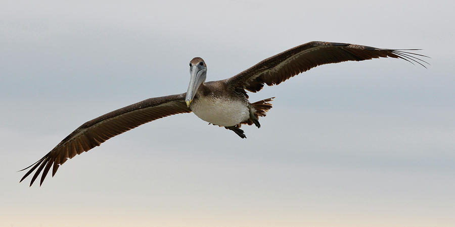 Pelican Glide Photograph by Jimmie Bartlett