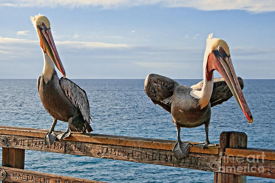 Pelican - Go Get the Fish Photograph by Gabriele Pomykaj