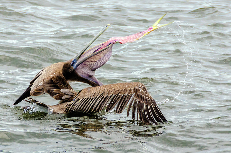 Pelican having lunch Photograph by Wolfgang Stocker