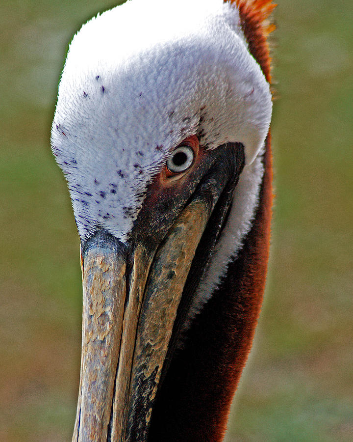 Pelican Head Painting by Michael Thomas