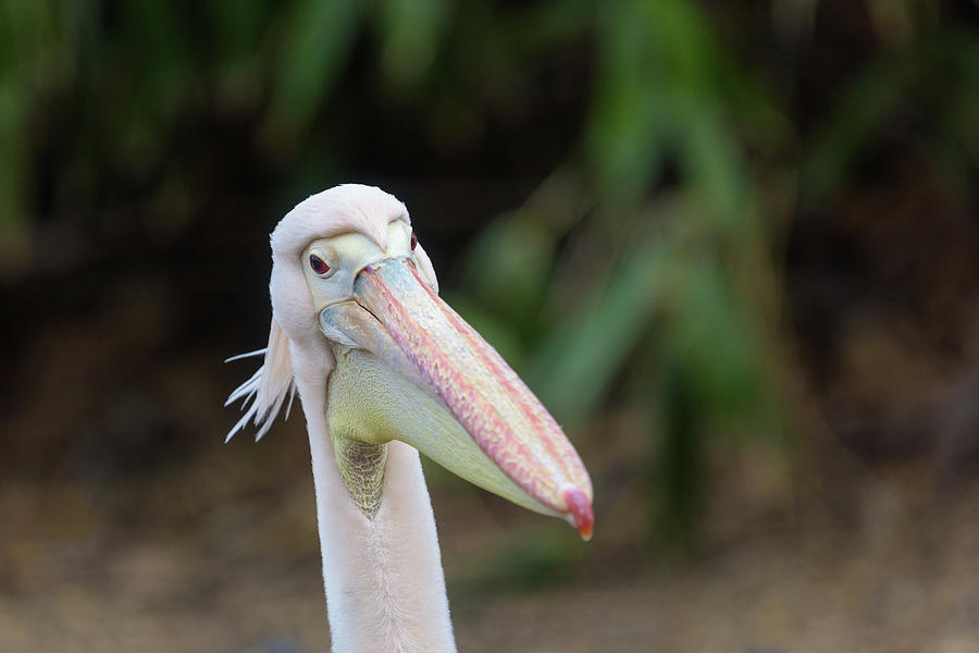 Pelican Headshot Photograph by Matt Malloy