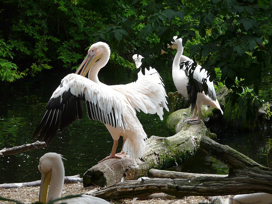 Pelican Hideaway Photograph by Valerie Ornstein