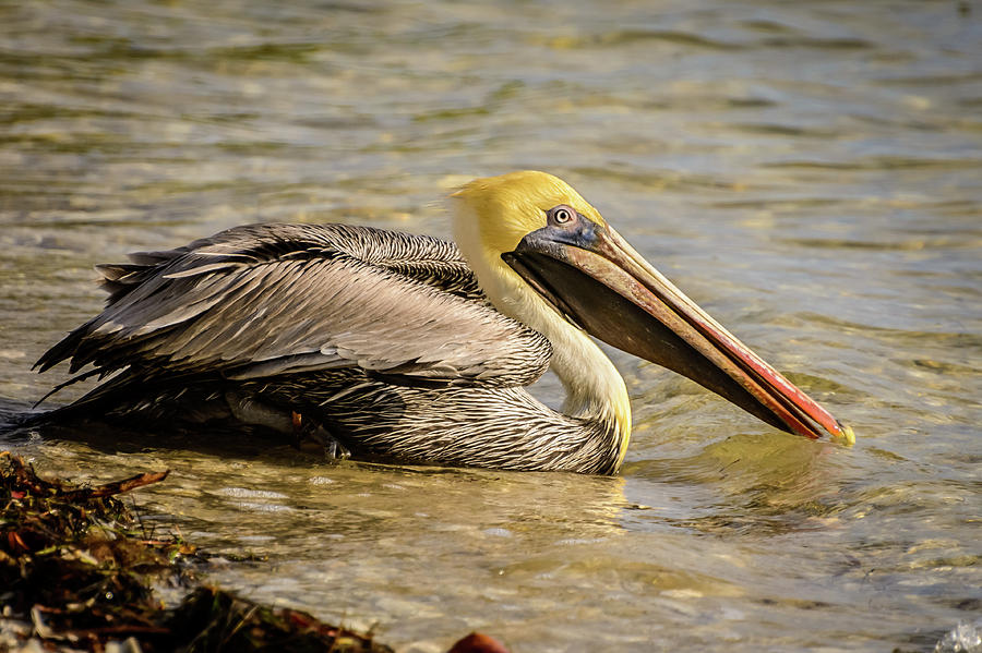 Pelican I Photograph by Robert Mitchell
