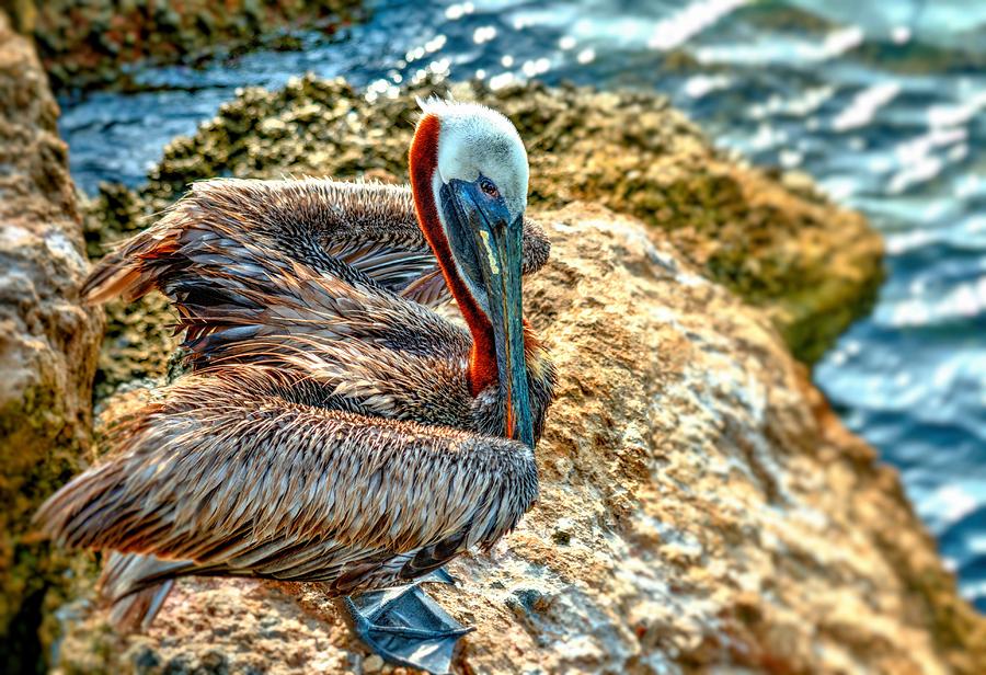 Pelican II Photograph by Carol Montoya