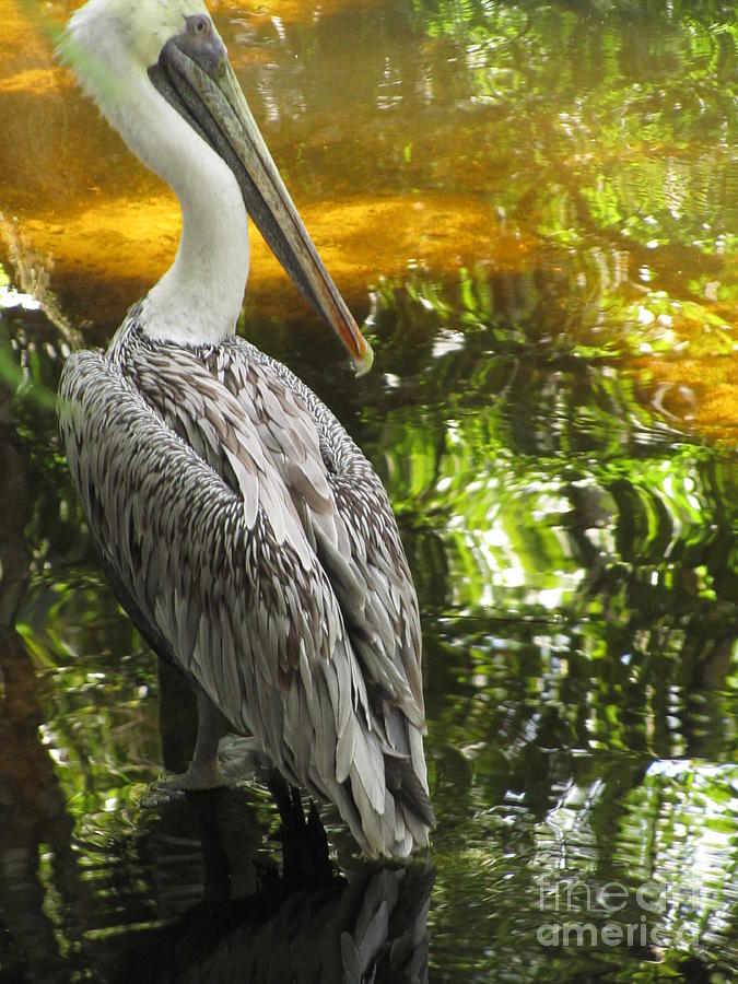 Wildlife Photograph - Pelican Impressions by Sharon Nelson-Bianco