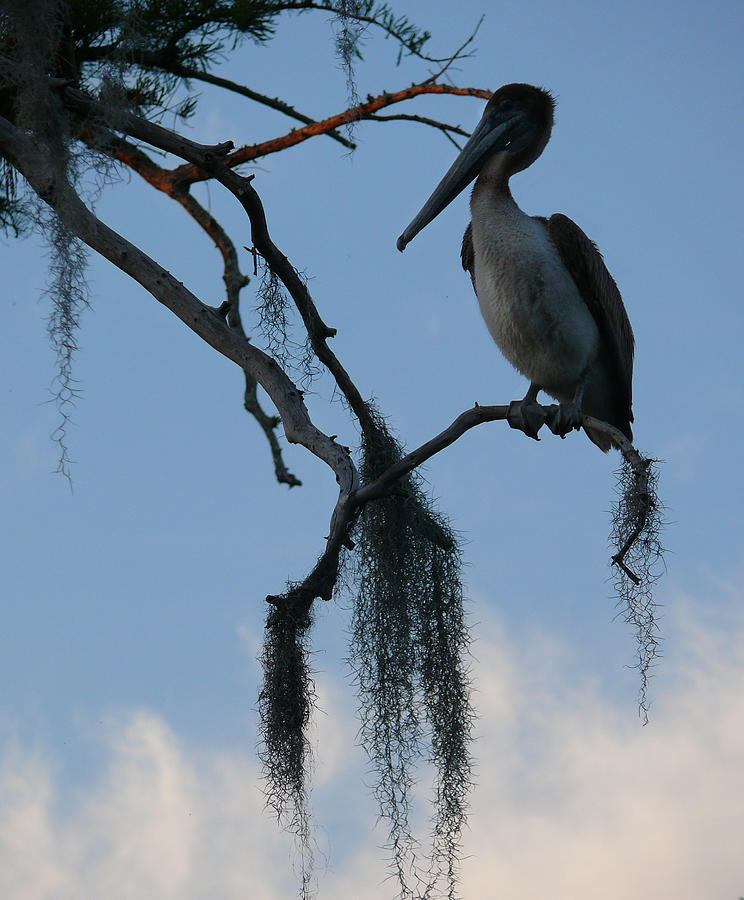 Pelican in a Tree Photograph by Jeanne  Woods