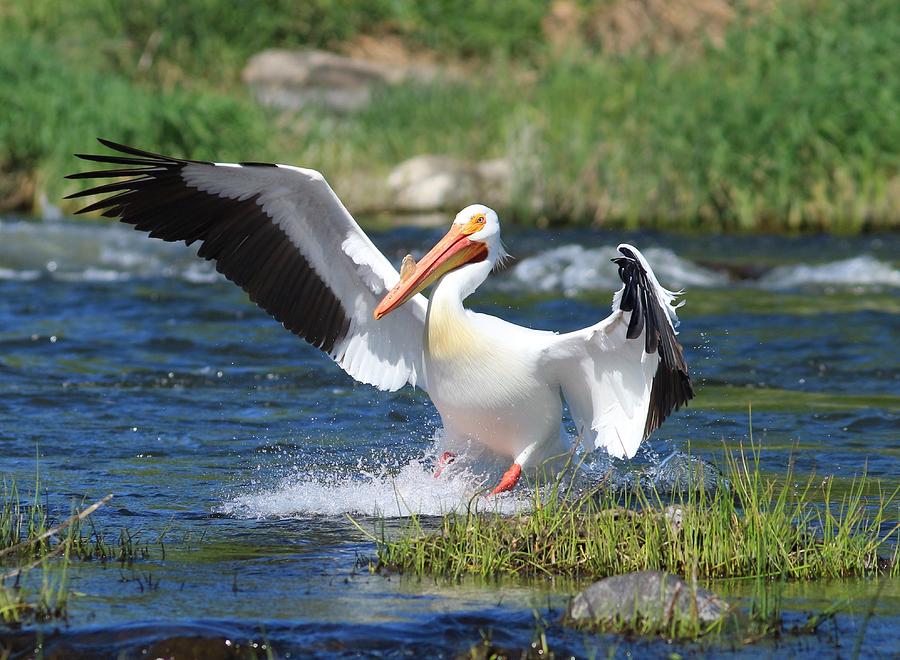Pelican in action Photograph by Lynn Hopwood