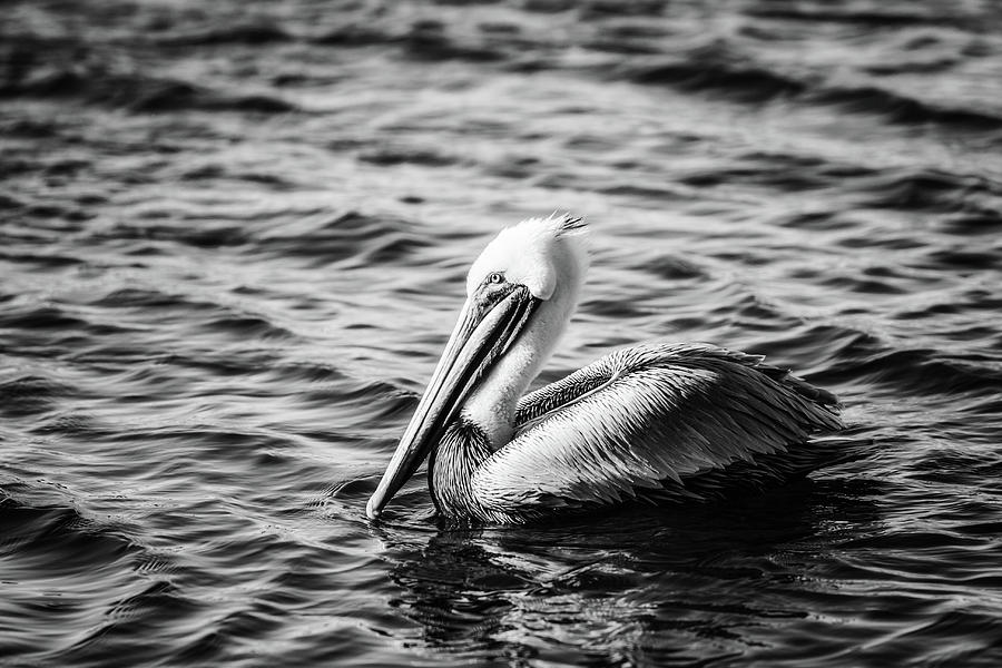 Pelican In Black And White Photograph By Michael McStamp