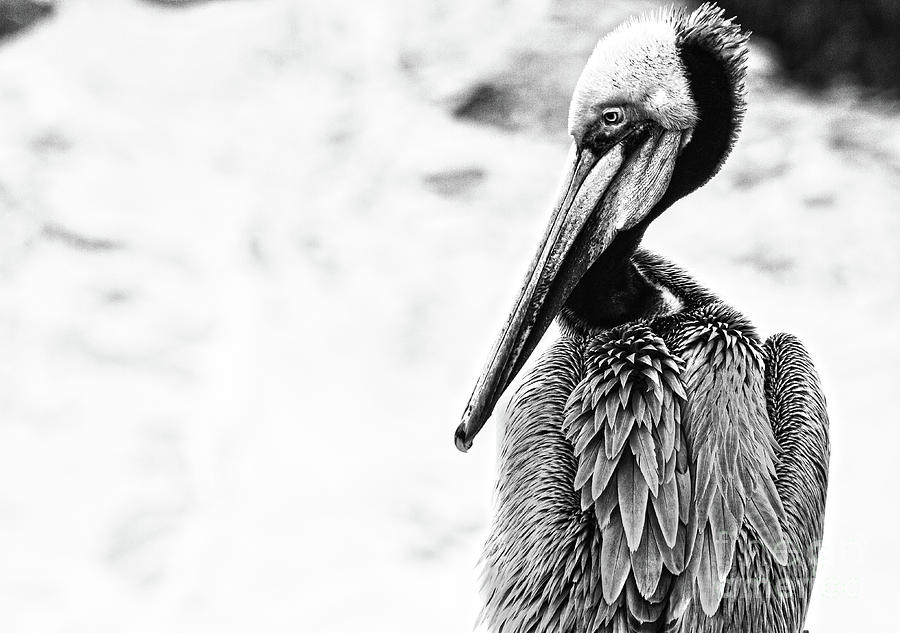 Pelican in Black and White  Photograph by Ruth Jolly