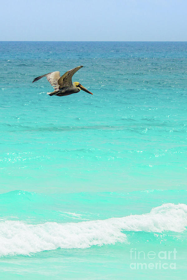 Pelican Photograph - Pelican in Cancun by Lisa Lemmons-Powers