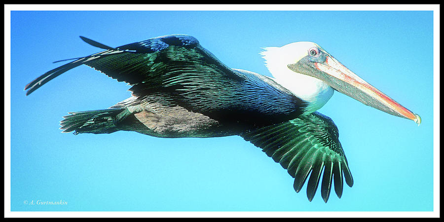 Pelican in Flight Photograph by A Macarthur Gurmankin