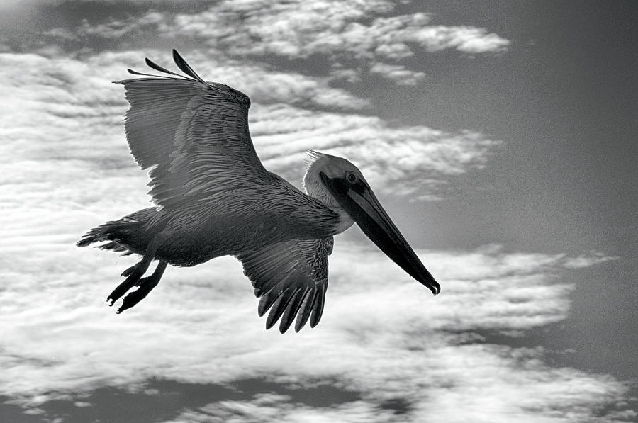 Pelican in Flight Photograph by AJ Schibig