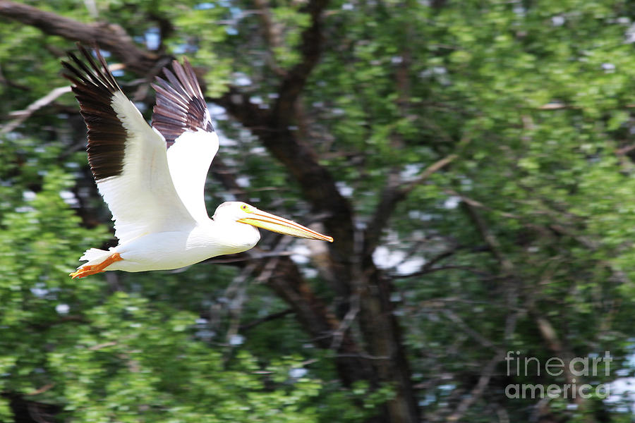 Pelican in Flight Photograph by Alyce Taylor