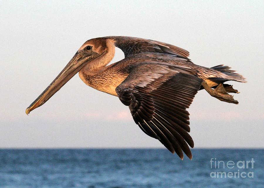 Pelican in Flight at Sunset Photograph by Sabrina L Ryan