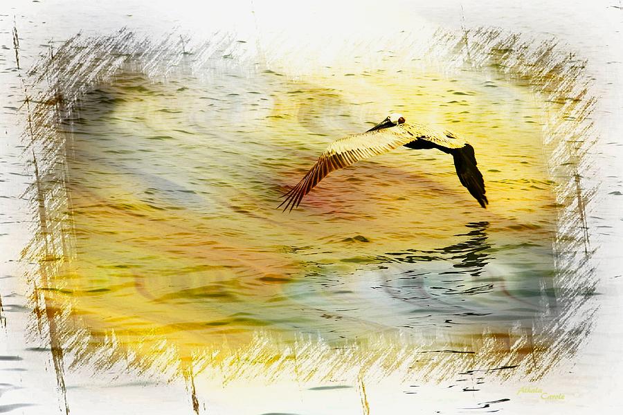 Pelican In Flight Mixed Media by Athala Bruckner