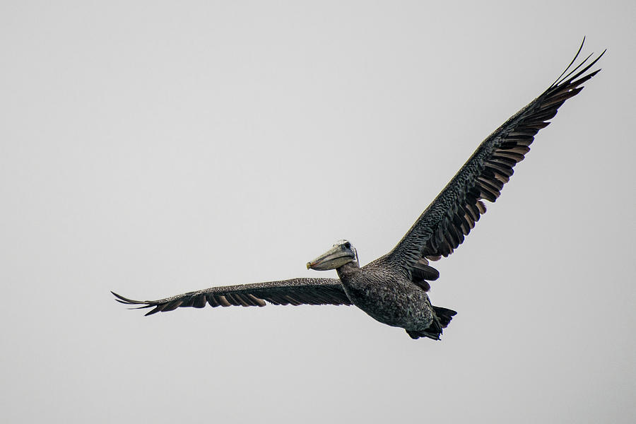 Pelican Photograph - Pelican in Flight by Bill Mock