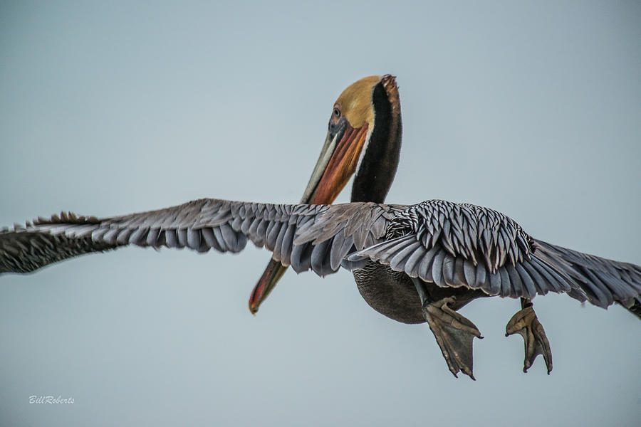 Pelican In Flight Photograph by Bill Roberts