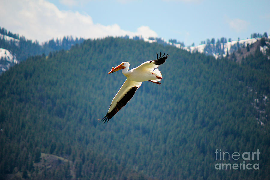 Pelican In Flight Photograph by Bret Barton