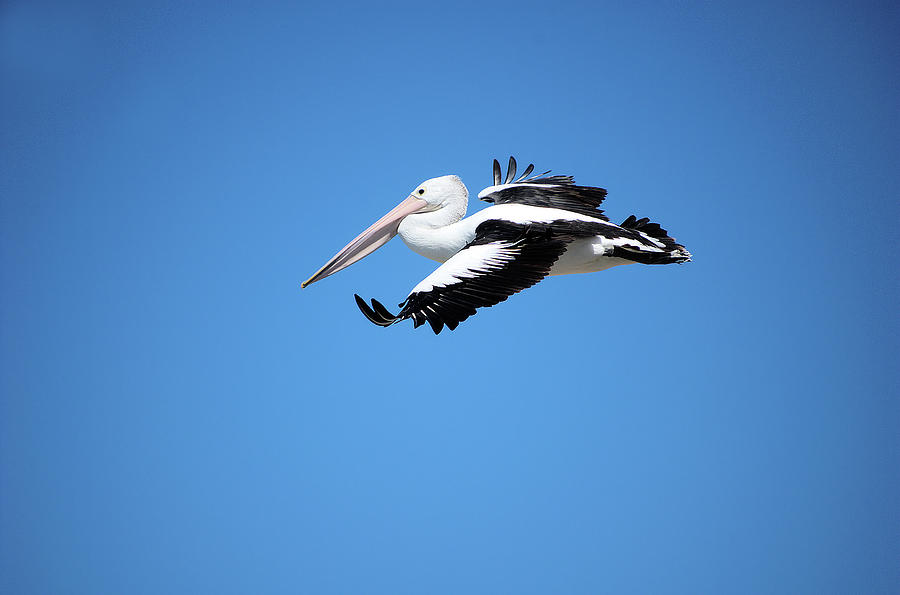 Pelican Photograph - Pelican in flight by Cheryl Hall