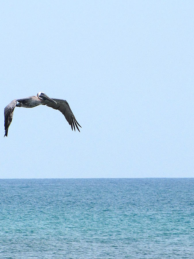  Pelican in Flight   Photograph by Christopher Mercer
