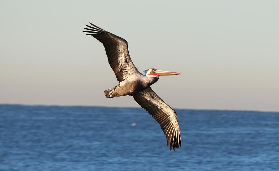 Pelican in Flight  Photograph by Christy Pooschke