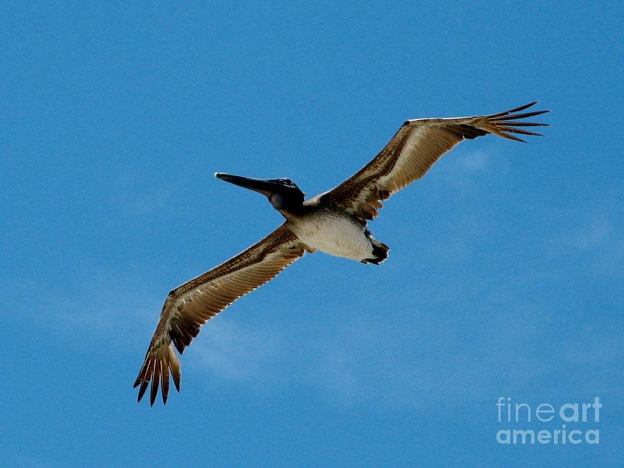 Pelican in Flight Photograph by Corinne Carroll