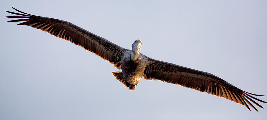 Pelican In flight Photograph by David Buhler