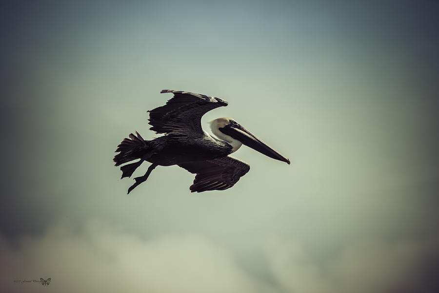 Pelican In Flight  Photograph by Debra Forand