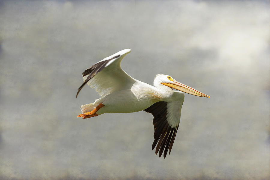 Pelican In Flight Photograph