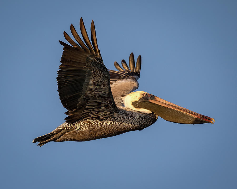 Pelican in Flight Photograph by Joe Myeress