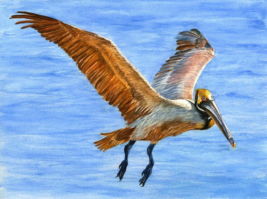 Pelican In Flight Painting By Karen Galemba Pixels