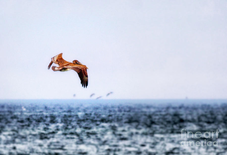 Pelican Photograph - Pelican in Flight by Karin Everhart