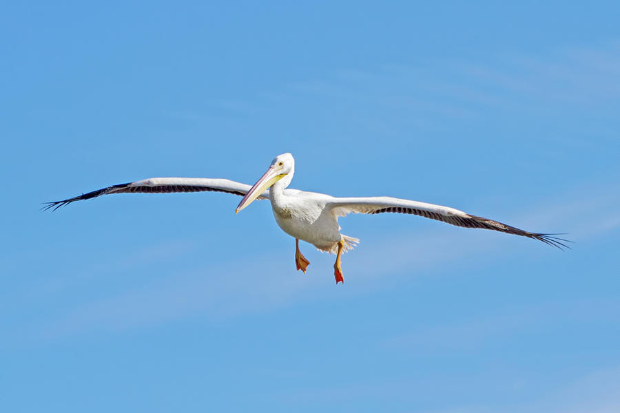 Pelican In Flight Photograph by Mark Andrew Thomas