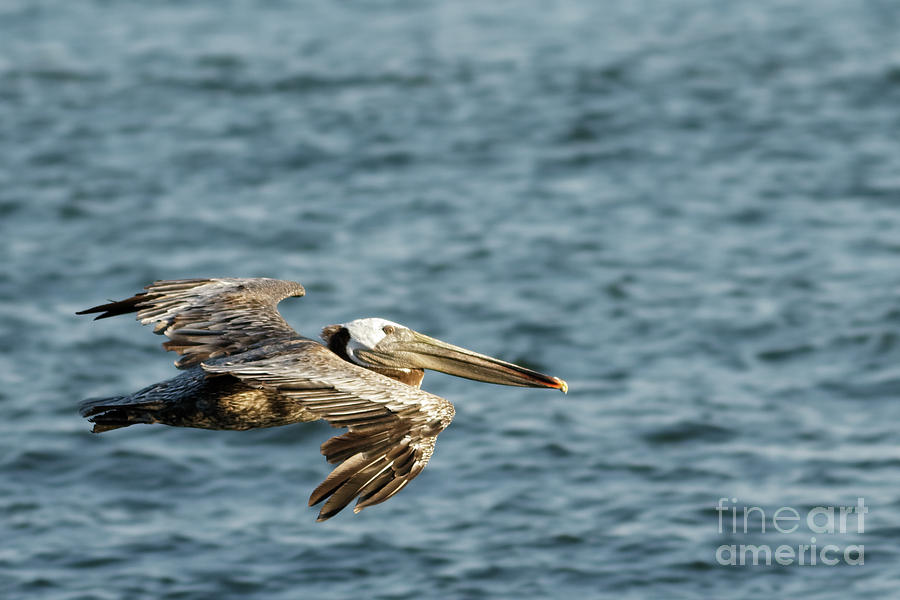 Pelican in Flight Photograph by Natural Focal Point Photography