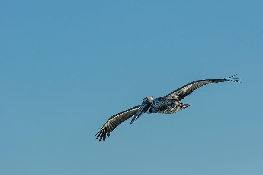Pelican Photograph - Pelican in Flight by Robert Mitchell