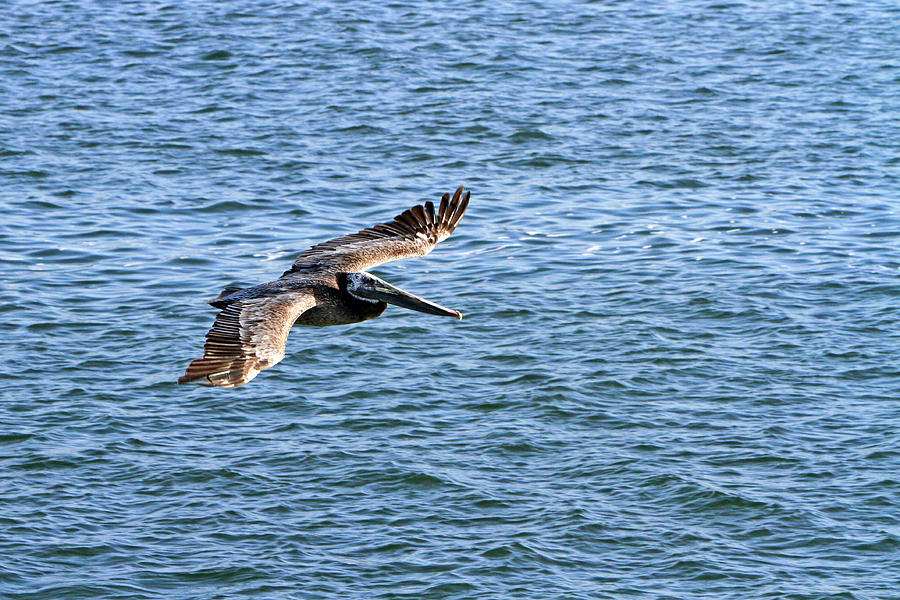 Pelican in Flight Photograph by Shoal Hollingsworth
