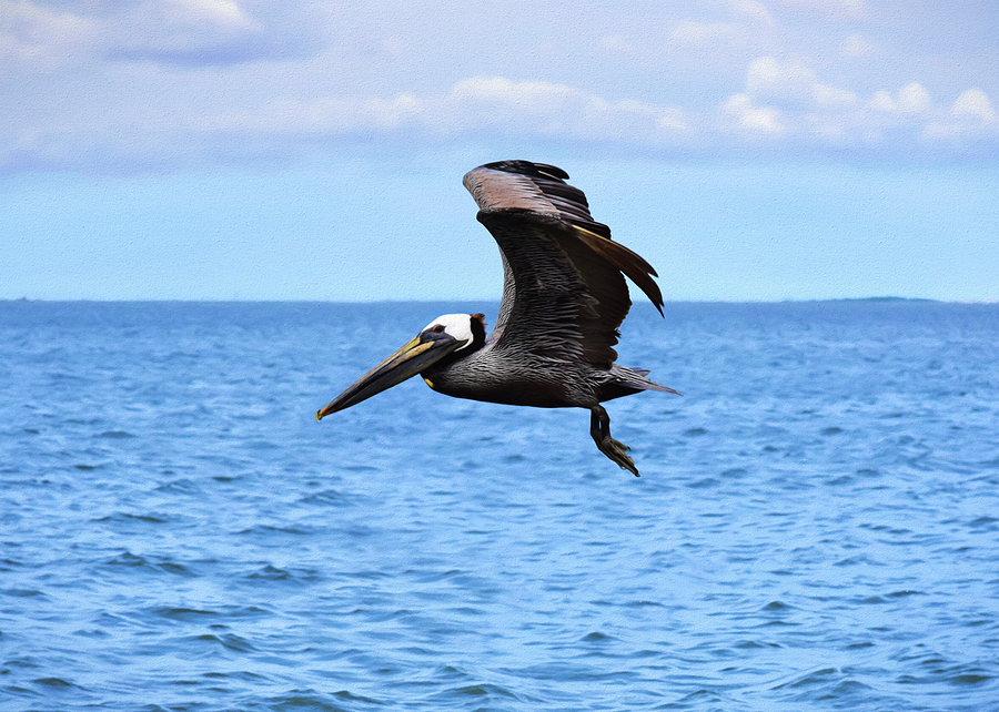 Pelican in Flight Photograph by Steven Michael