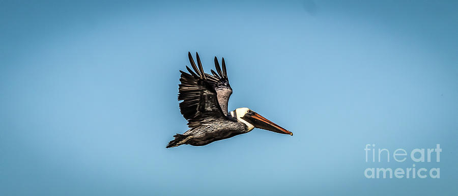 Pelican in Flight Photograph by Thomas Marchessault